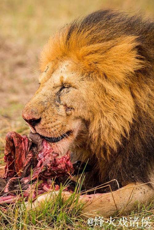 埃雷拉因伤病困扰，花7至10天考虑退役可能性
